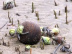 coconut crabs.JPG (132 KB)